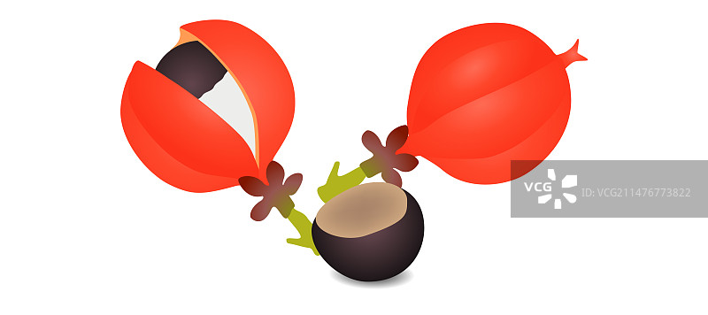 白色背景上的瓜拉纳果实和种子图片素材