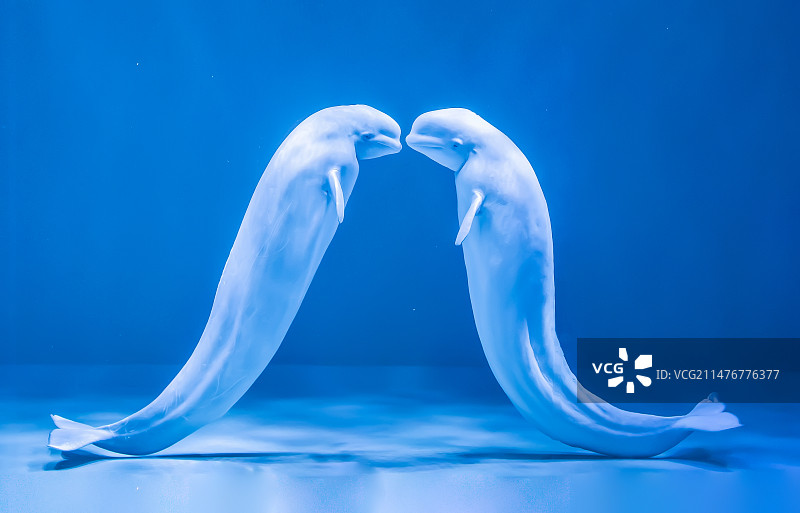 哈尔滨极地馆~白鲸表演图片素材