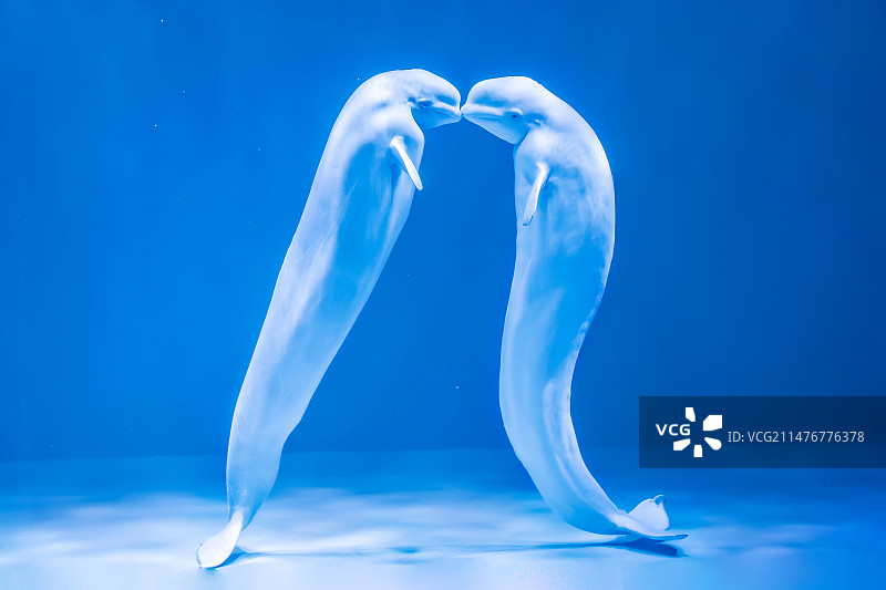 哈尔滨极地馆~白鲸表演图片素材