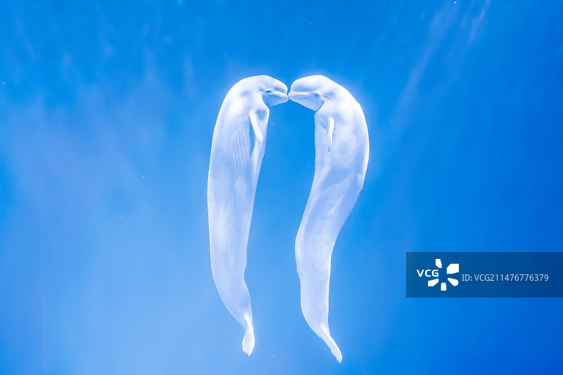 哈尔滨极地馆~白鲸表演图片素材