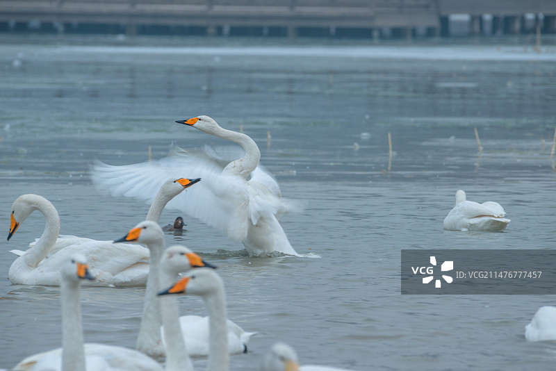 美丽大天鹅冰雪世界惬意生活（山西运城市平陆县三湾天鹅湖）图片素材
