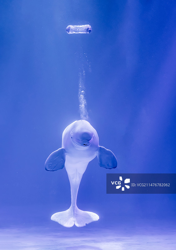 哈尔滨极地馆~白鲸表演图片素材