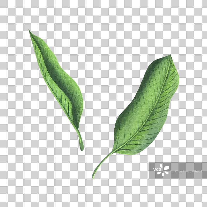 缅栀花热带树叶图片素材