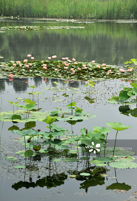 山东枣庄滕州市微山湖红荷湿地景区图片素材