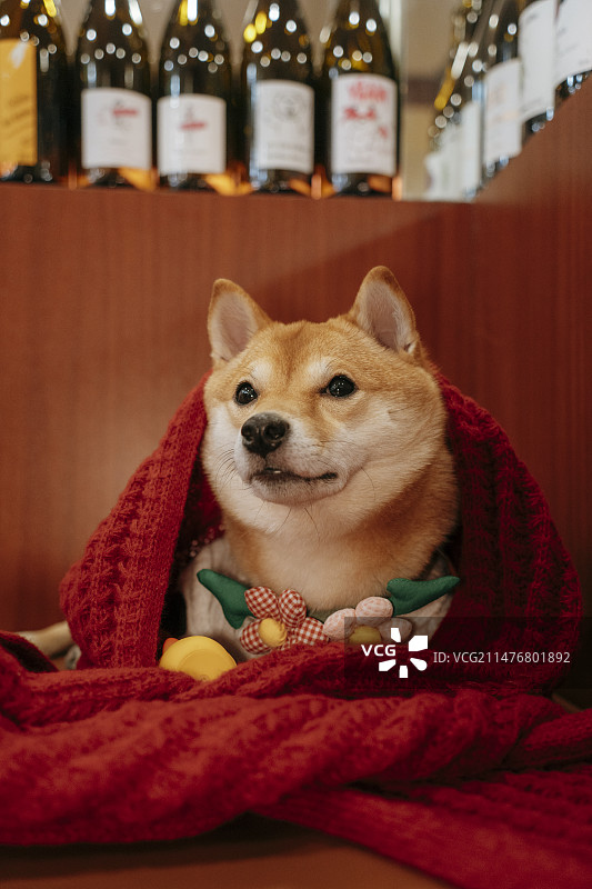 柴犬 暖色室内  温馨氛围感图片素材