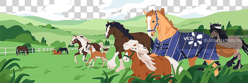 马群：马场种马群图片素材