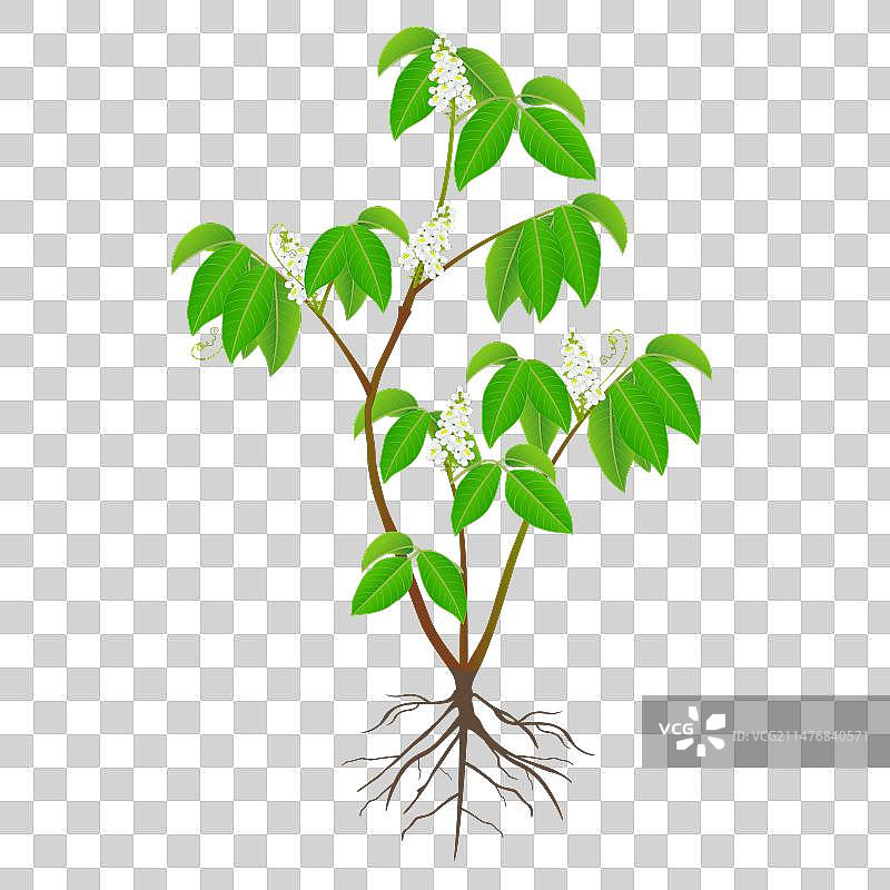 瓜拉纳花卉灌木图片素材