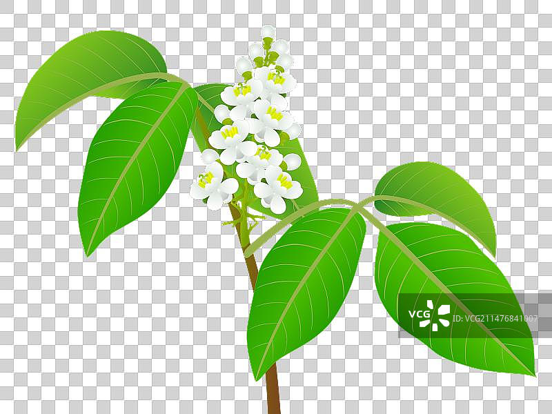 花朵中的瓜拉纳保利尼亚杯藤树枝图片素材