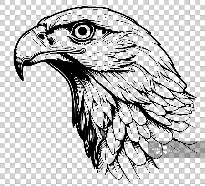 白色背景的猎鹰面部绘图图片素材