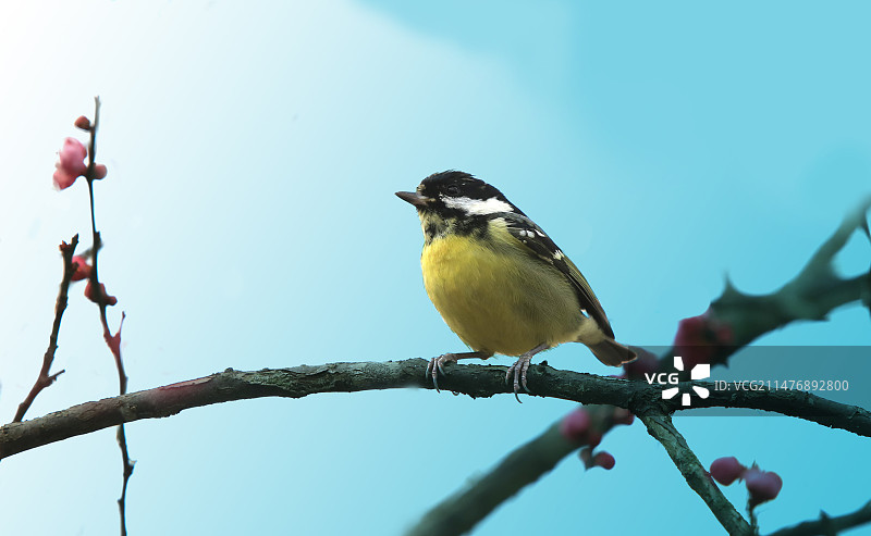 在树上的黄腹山雀。图片素材