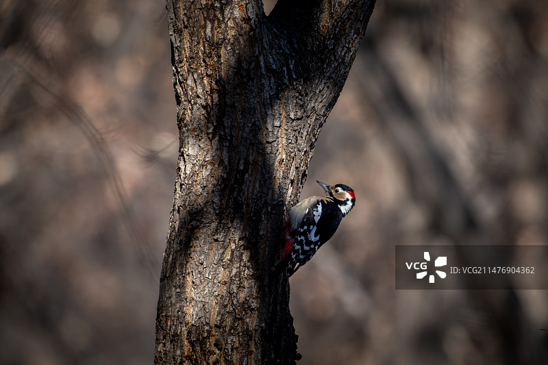 大斑啄木鸟图片素材