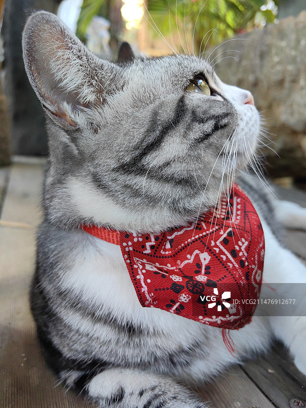 美国短毛猫图片素材