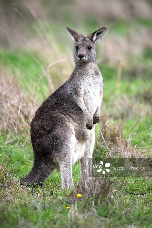 灰袋鼠图片素材