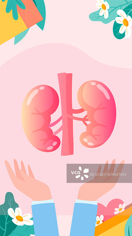 呵护肾脏健康矢量插画图片素材
