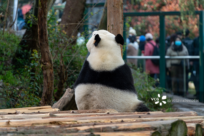 南京红山动物园大熊猫图片素材