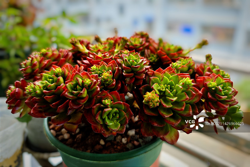 冬日多肉图片素材