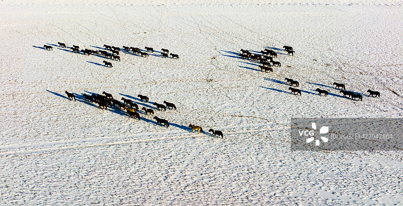 新疆雪原上的野马群图片素材