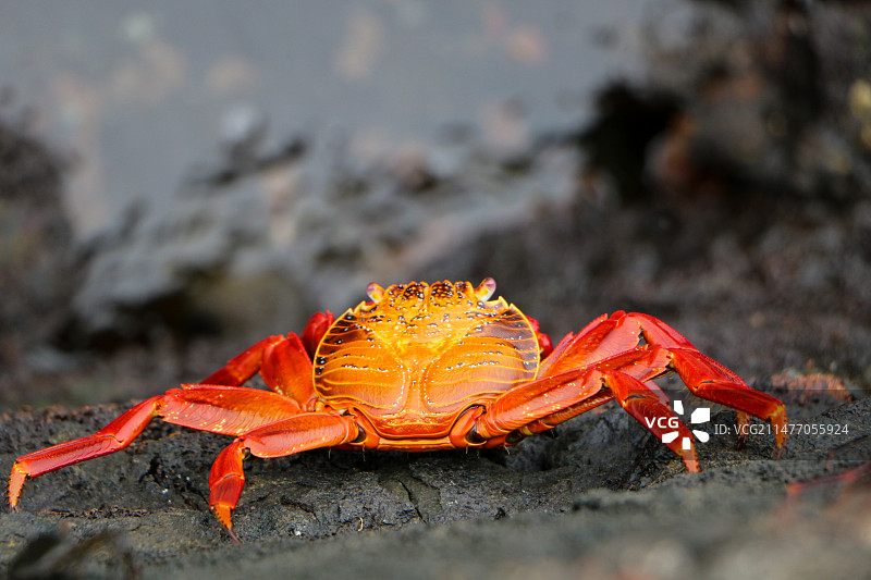 加拉帕戈斯红螃蟹图片素材