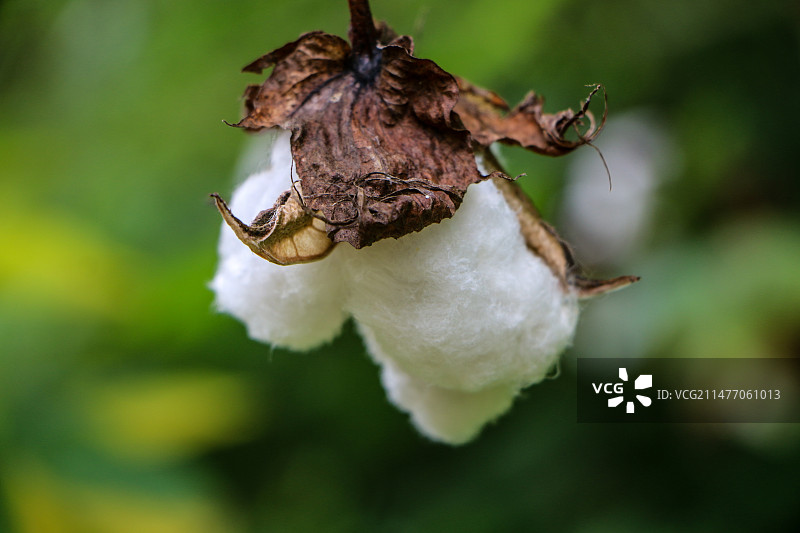 棉花图片素材