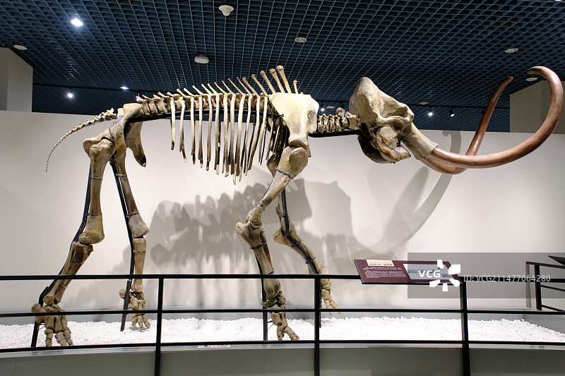 大连自然博物馆图片素材