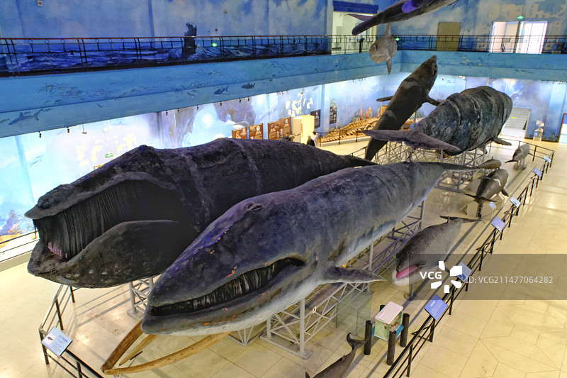 大连自然博物馆图片素材