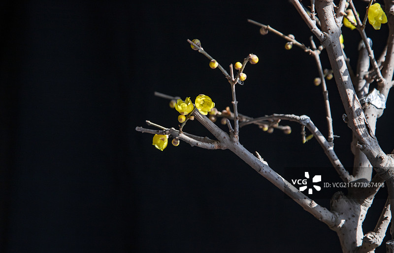 腊梅花图片素材