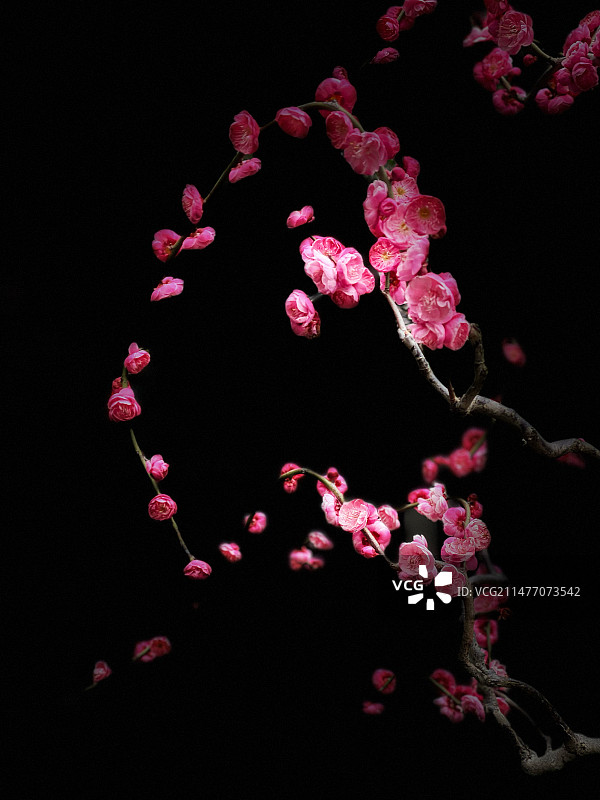 冬去春来，红梅花从蓓蕾到绽放，向人们诉说着生命的轮回与希望。图片素材