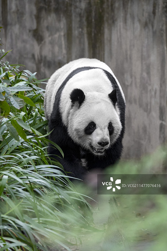 大熊猫图片素材