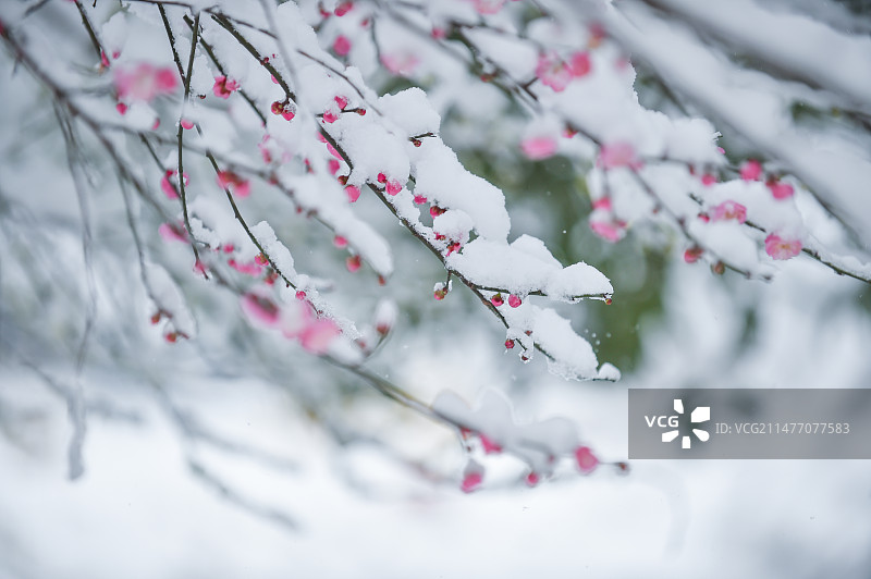 红梅迎春图片素材