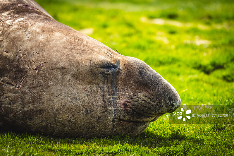南乔治亚岛一只趴在草地上的成年雄性象海豹特写图片素材