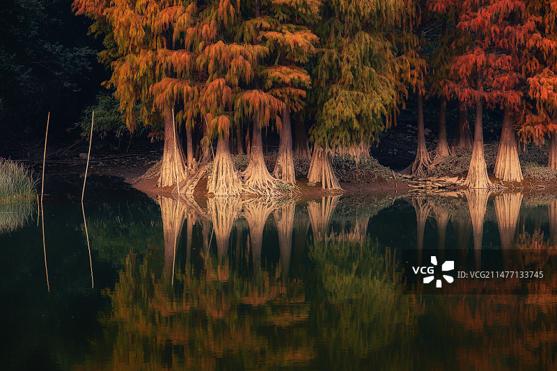 冬日水杉（落羽松）图片素材