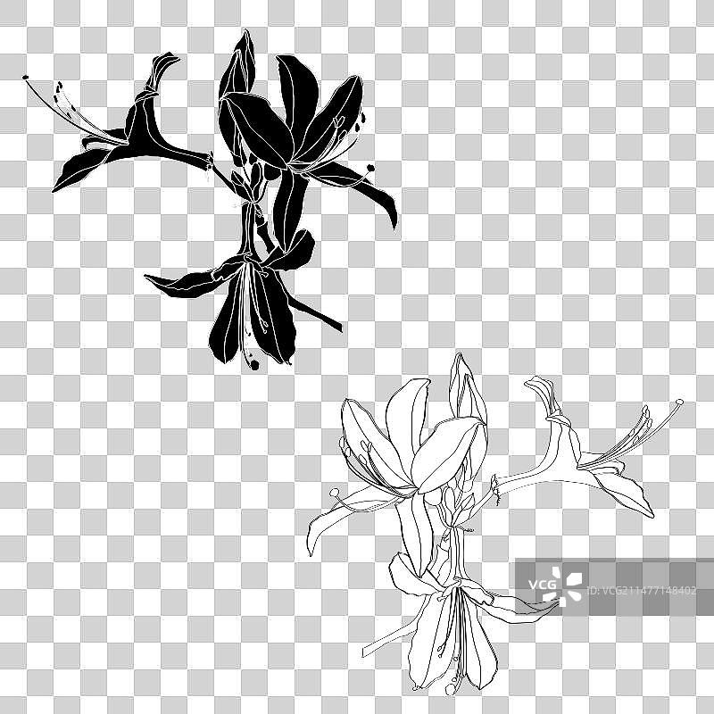 杜鹃花夹竹桃线条花卉套装图片素材