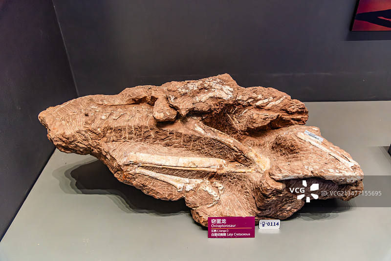 国家海洋博物馆的江西白垩纪晚期窃蛋龙化石图片素材