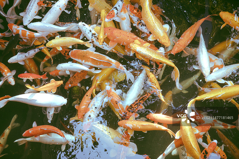 寒山寺锦鲤图片素材