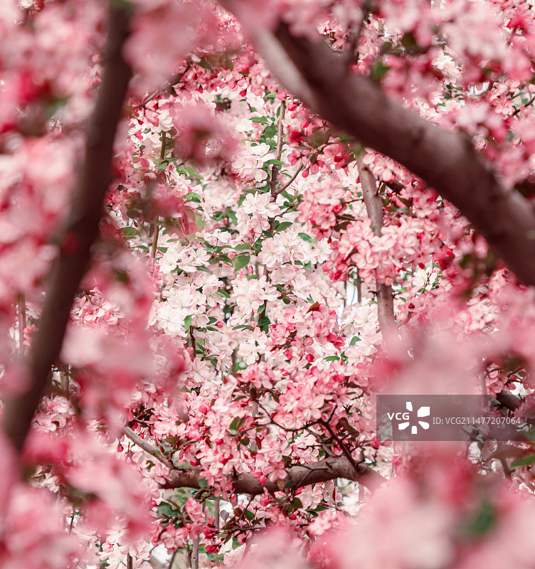 春日里盛开的海棠花景图片素材