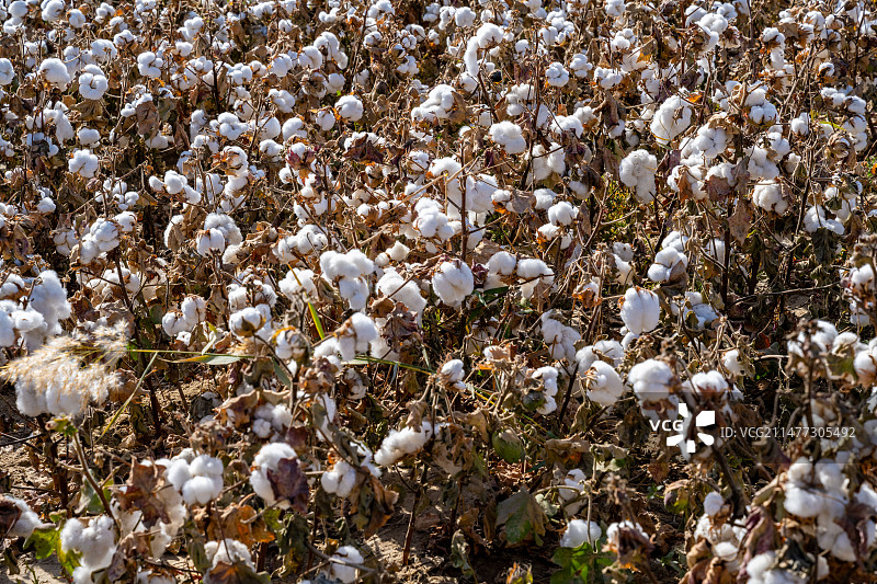 2023.10.25航拍新疆巴州尉犁县棉花田图片素材