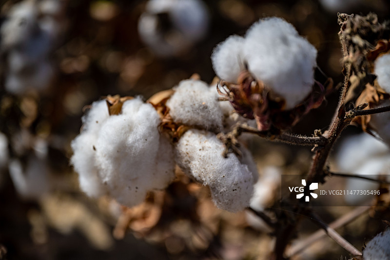2023.10.25航拍新疆巴州尉犁县棉花田图片素材