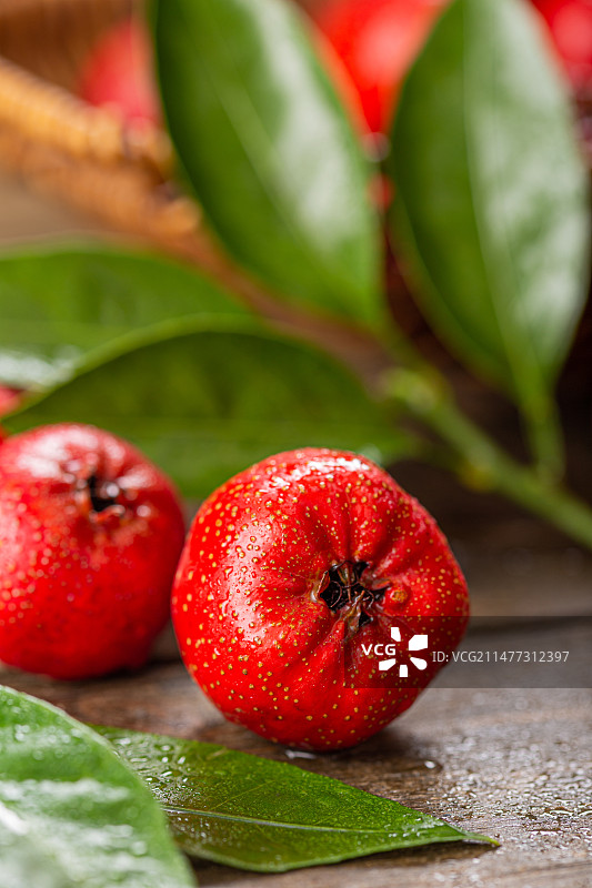 新鲜采摘的山楂图片素材