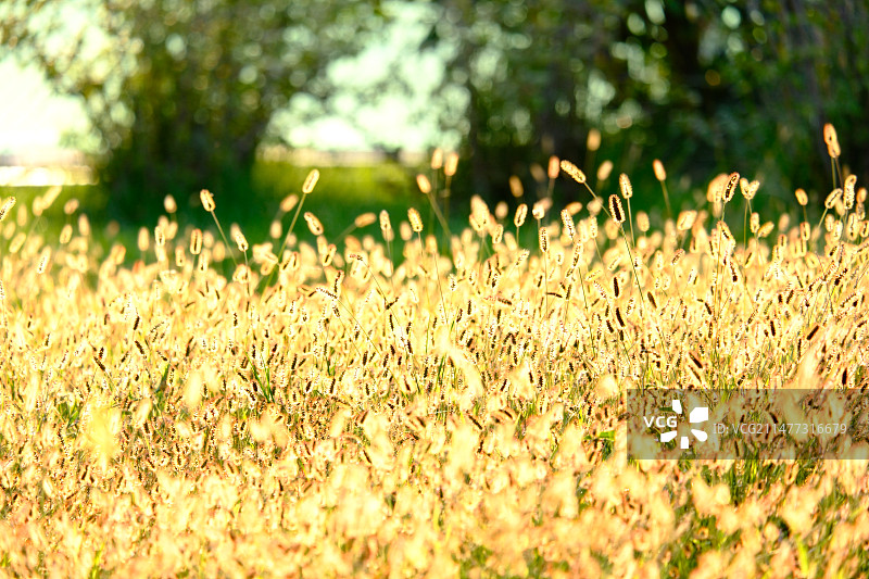光影照耀下的一片金色狗尾草图片素材