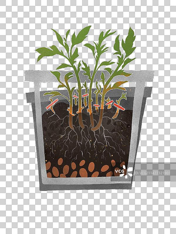 家庭园艺种植素材图图片素材