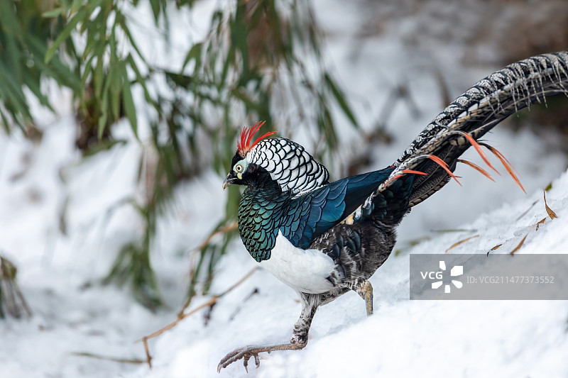 四川乐山市沐川县神木山白腹锦鸡图片素材
