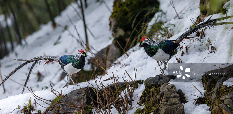 四川乐山市沐川县神木山白腹锦鸡图片素材