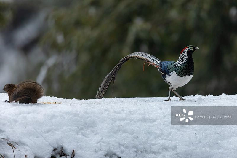 四川乐山市沐川县神木山白腹锦鸡图片素材