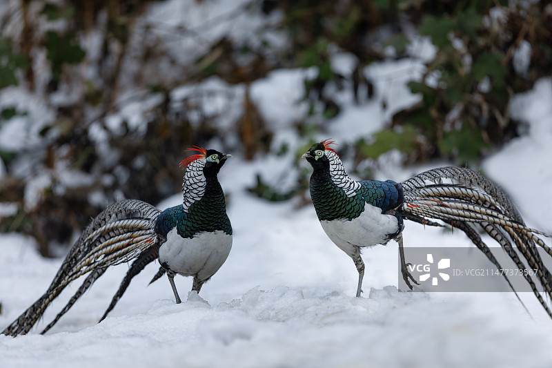 四川乐山市沐川县神木山白腹锦鸡图片素材