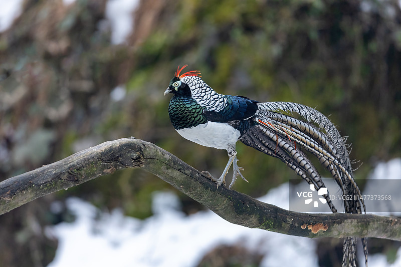 四川乐山市沐川县神木山白腹锦鸡图片素材