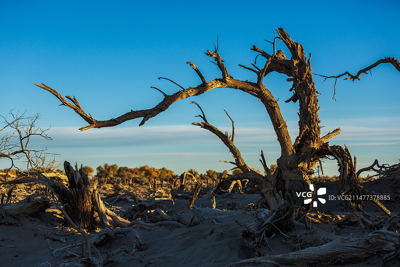 额济纳旗胡杨怪树林图片素材