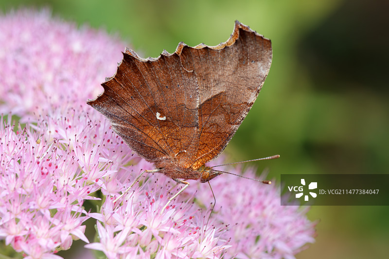 蝴蝶和粉红花簇 36MP高分辨率图片素材