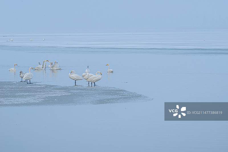 大天鹅惬意越冬众生相（山西运城市平陆县三湾天鹅湖）图片素材