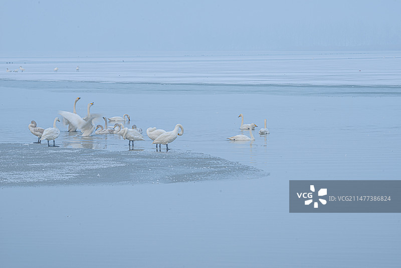 大天鹅惬意越冬众生相（山西运城市平陆县三湾天鹅湖）图片素材
