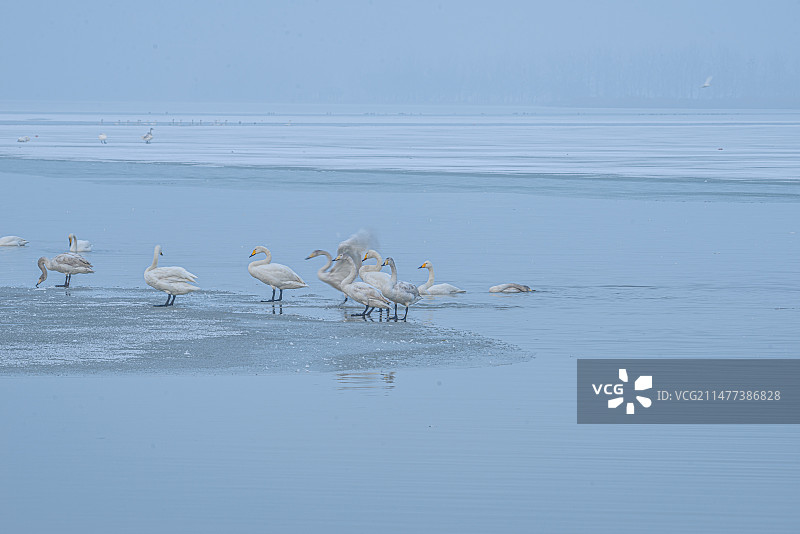 大天鹅惬意越冬众生相（山西运城市平陆县三湾天鹅湖）图片素材